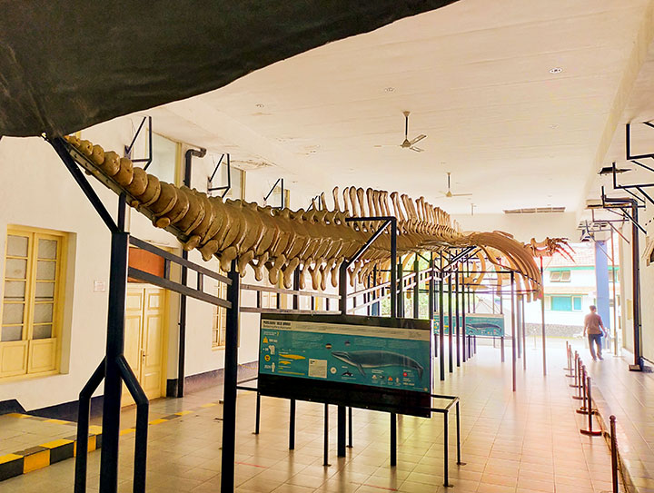 Museum Zoologi Bogor